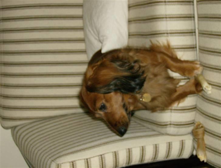 Gravhund mikkel <3 billede 16