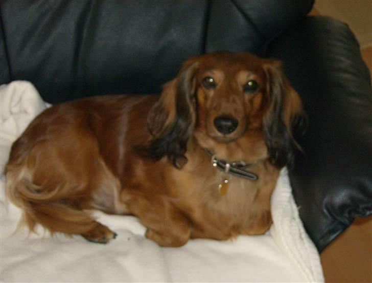 Gravhund mikkel <3 billede 17