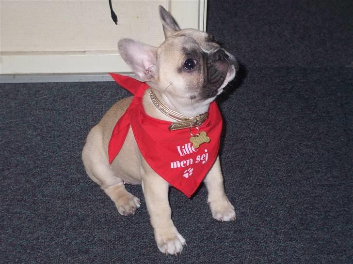 Fransk bulldog Chili billede 1