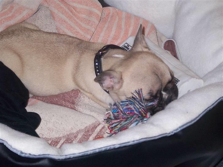 Fransk bulldog Chili - Tar´ mig lige en lur :-) billede 2