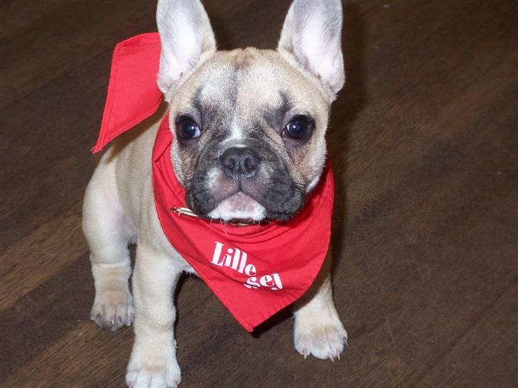 Fransk bulldog Chili billede 3