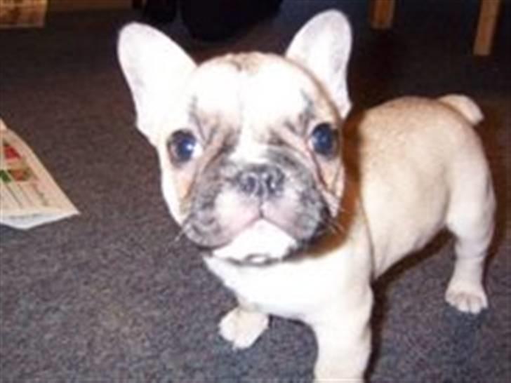 Fransk bulldog Chili billede 4
