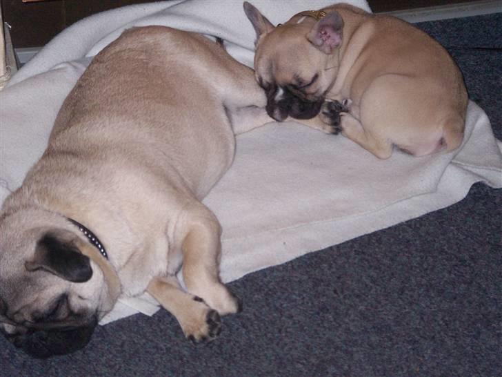 Fransk bulldog Chili - Her tager jeg lige en lille lur sammen med min bedste veninde Trunte, som er en meget fin Mops - Det er altså hårdt at slås hele tiden. billede 5