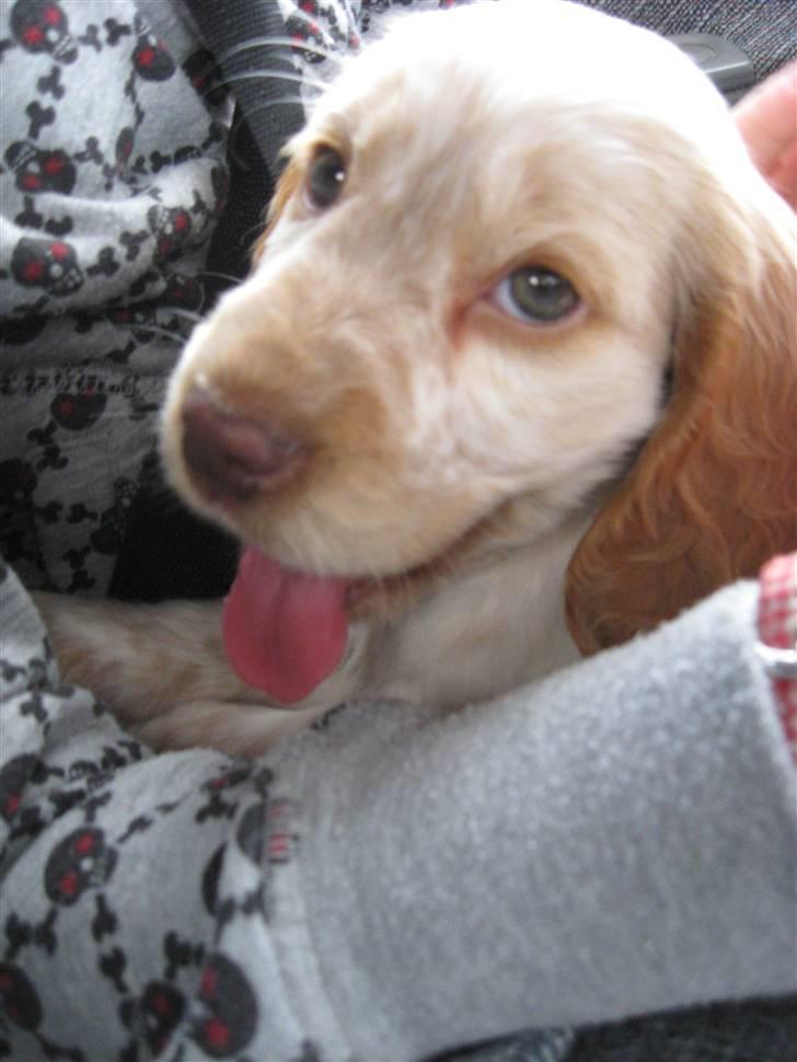 Cocker spaniel Freja r.i.p 20.1.19 - Jaaa, min første køretur,,det er sjovt:-) billede 4