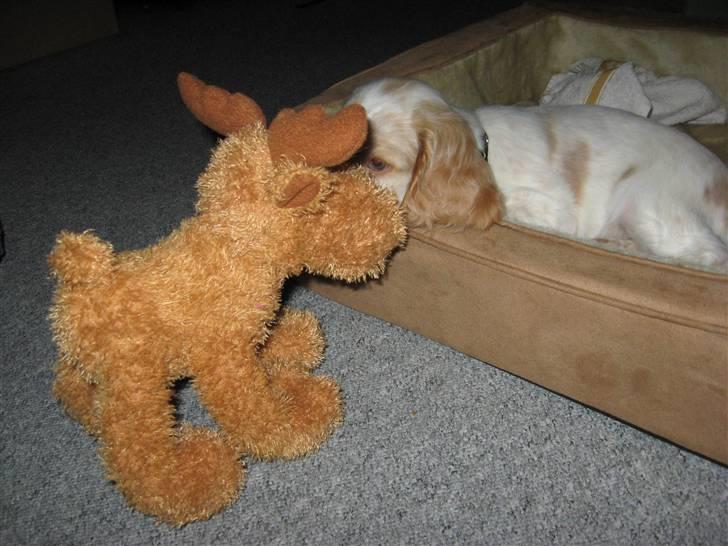 Cocker spaniel Freja r.i.p 20.1.19 - Elmer, nu skal du bare høre en hemmelighed;-) billede 5