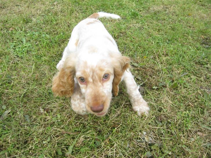 Cocker spaniel Freja r.i.p 20.1.19 - Nå nu kommer jeg og fanger dig billede 6