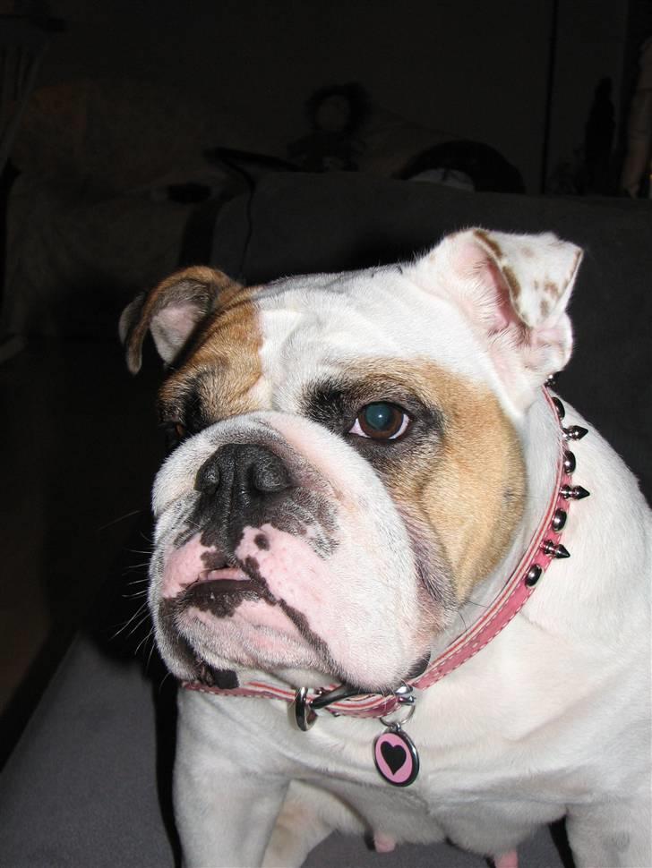 Engelsk bulldog Rosa - "Rosie" billede 11