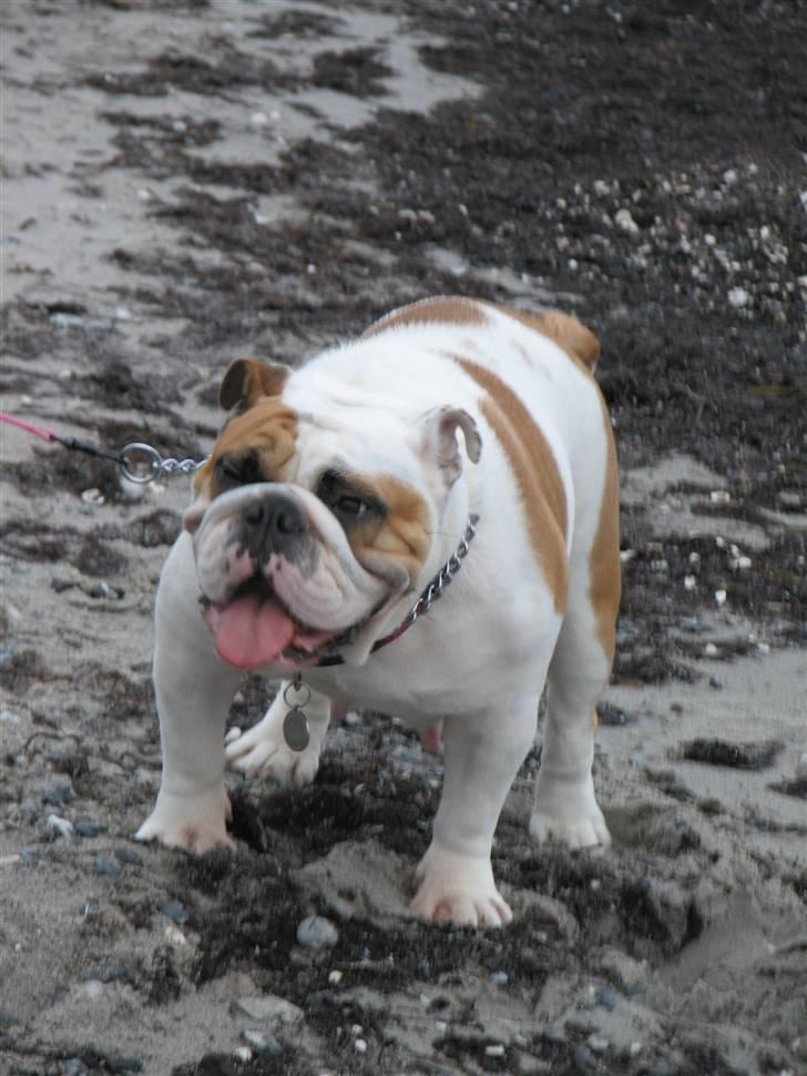 Engelsk bulldog Rosa - "Rosie" - Aahh...! Duften af HAV.....!!! billede 12
