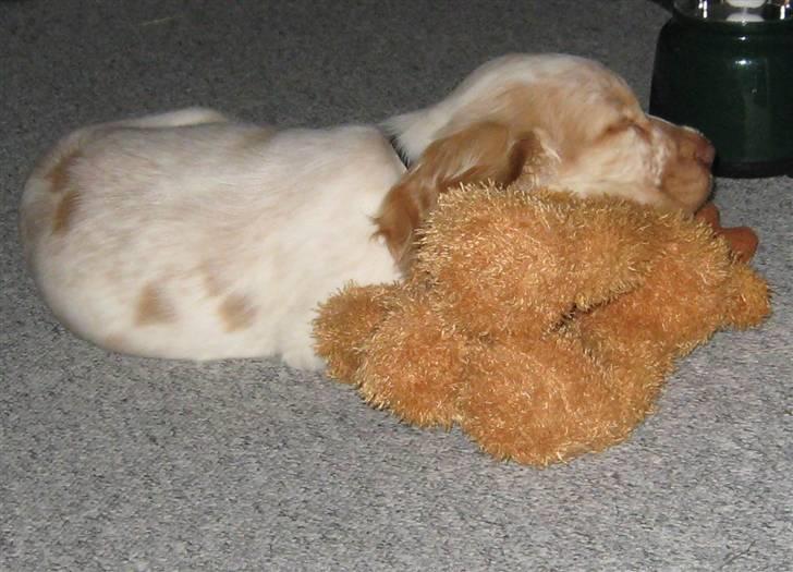 Cocker spaniel Freja r.i.p 20.1.19 - zzzzzzz billede 7