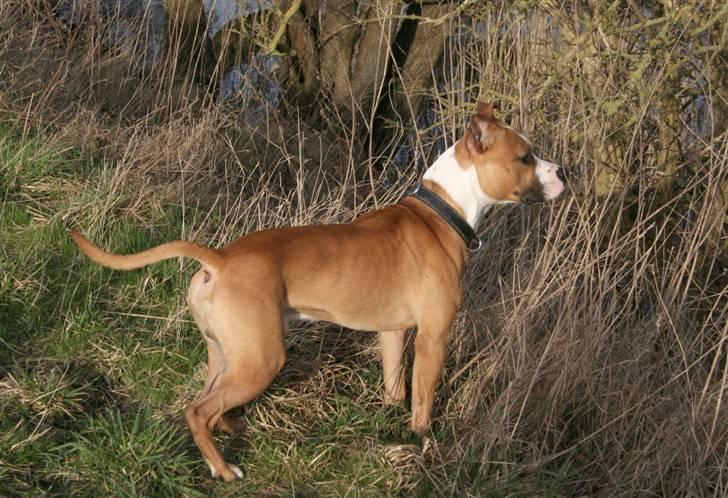 Blanding af racer Macho billede 19