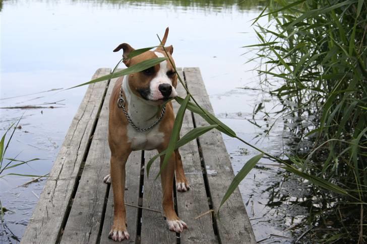 Blanding af racer Macho billede 20