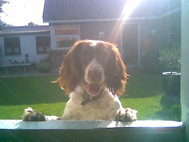 Engelsk springer spaniel tikki  R.I.P - i sol lys.. XD billede 14