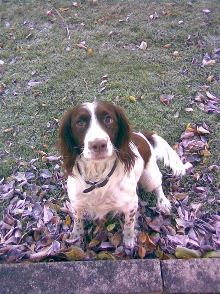 Engelsk springer spaniel tikki  R.I.P - det er en grå trist dag.. ej joke det er kun en grå dag.. hæh.. billede 15