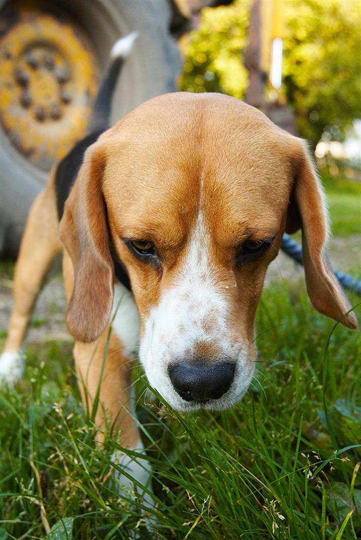 Beagle Lucas - Hvil I Fred  - Elsker min lille beagle. billede 13