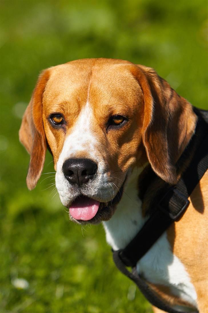 Beagle Lucas - Hvil I Fred  billede 14