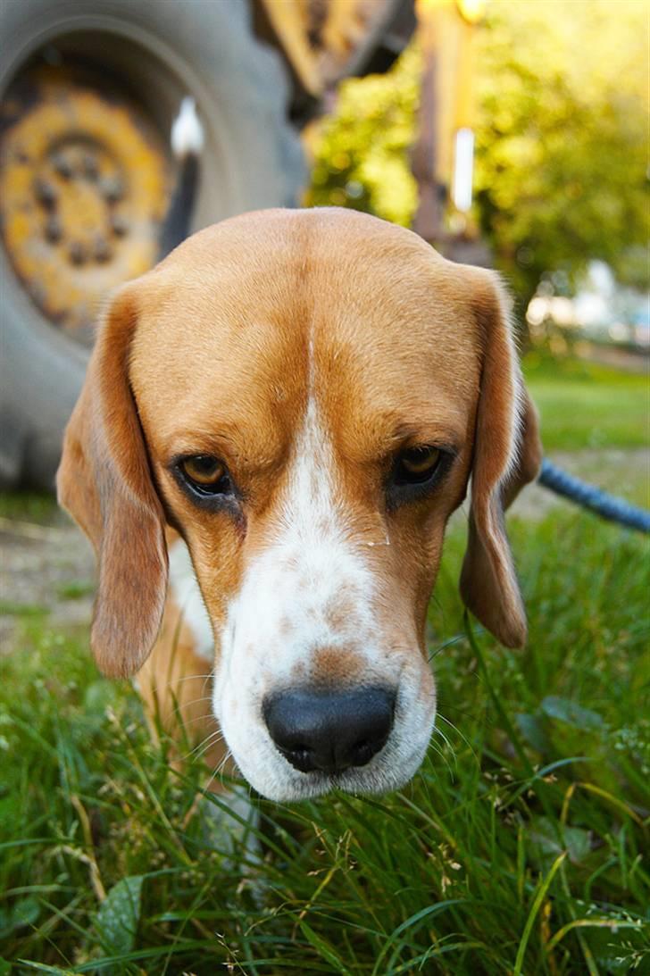 Beagle Lucas - Hvil I Fred  billede 15