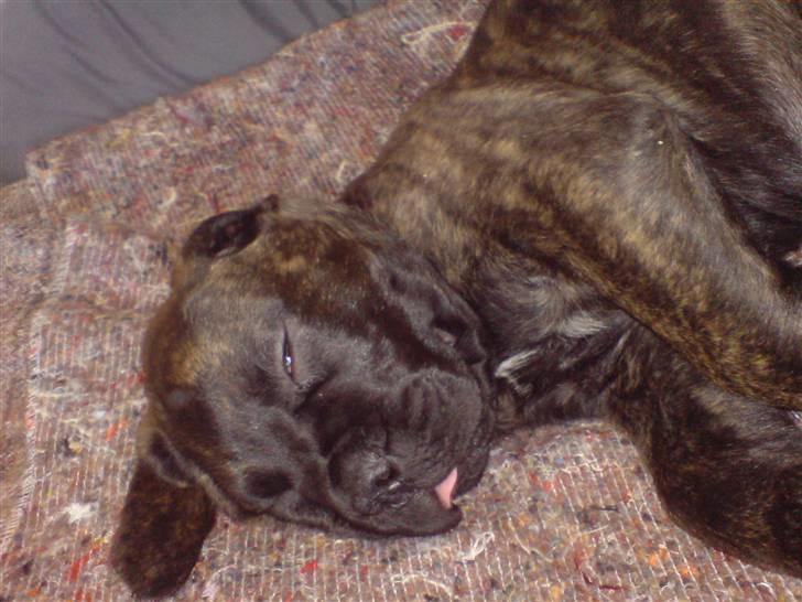 Bullmastiff Samson billede 3