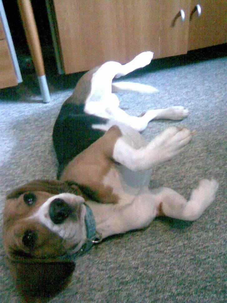 Beagle Cosmo billede 2