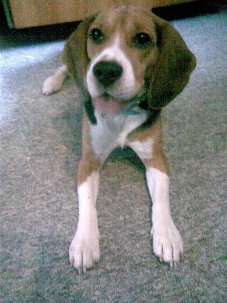 Beagle Cosmo billede 3