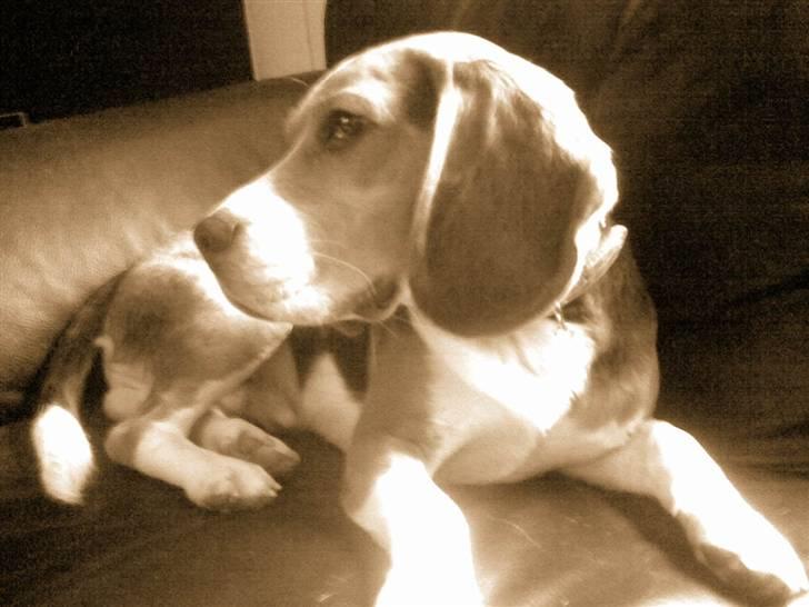 Beagle Cosmo billede 13