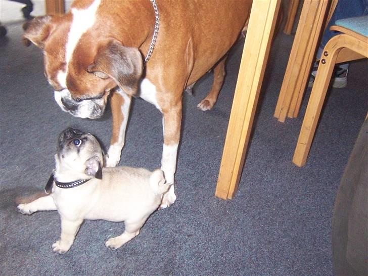 Mops Trunte (Casmier´s Bodil ) - Mig og Rocha billede 2