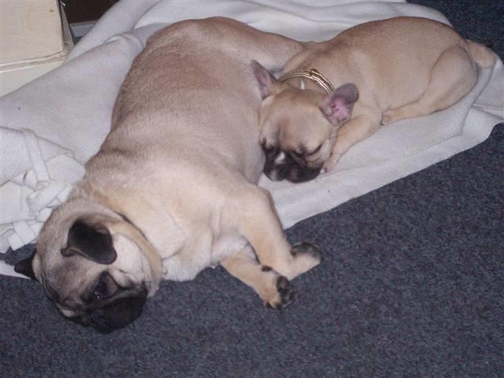 Mops Trunte (Casmier´s Bodil ) - Mig og mine søde veninde Chili billede 3