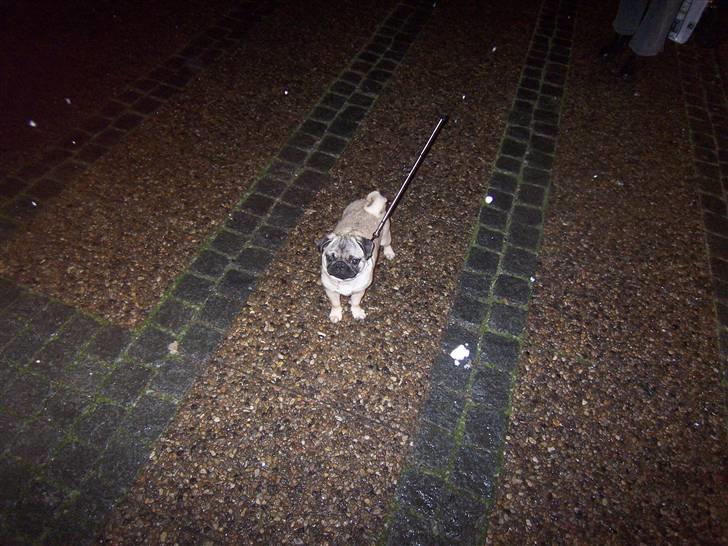 Mops Trunte (Casmier´s Bodil ) - Min første sne. billede 4