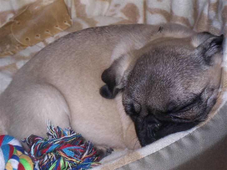 Mops Trunte (Casmier´s Bodil ) - Nu slapper jeg igen. billede 5