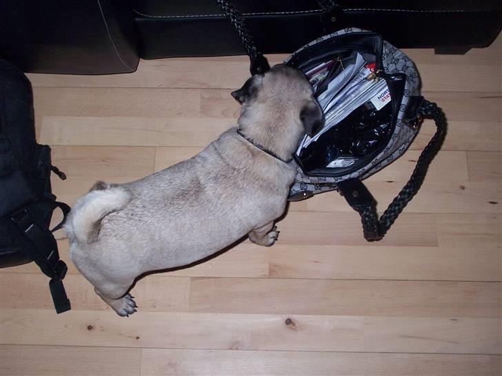 Mops Trunte (Casmier´s Bodil ) - Kigger li i mors taske..... billede 6