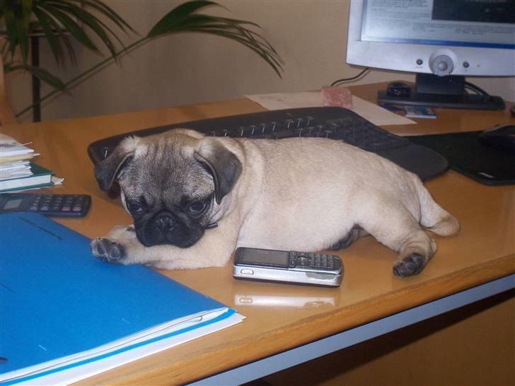 Mops Trunte (Casmier´s Bodil ) - Med mor på arbejde - det er så hyggeligt. billede 7