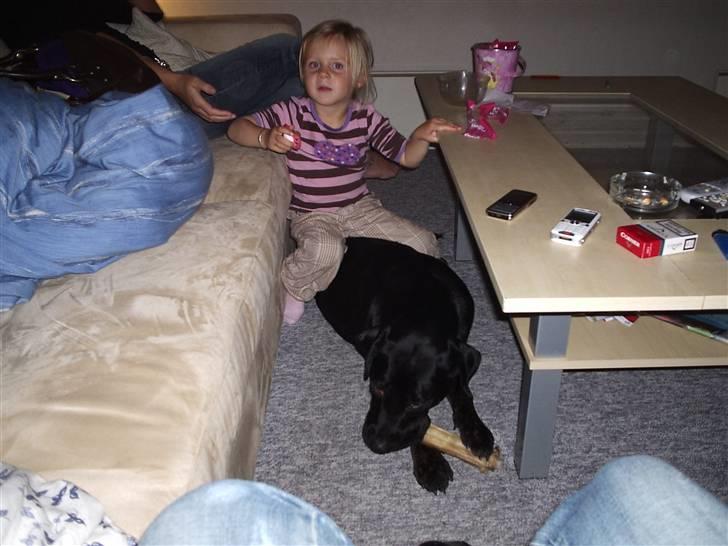 Blanding af racer Freya  *Død 28/09-2007* billede 16