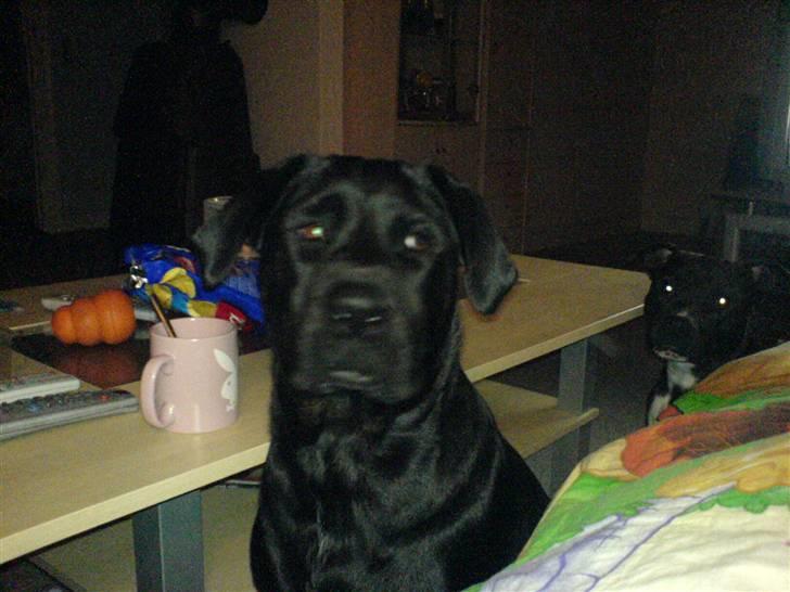 Blanding af racer Freya  *Død 28/09-2007* billede 17