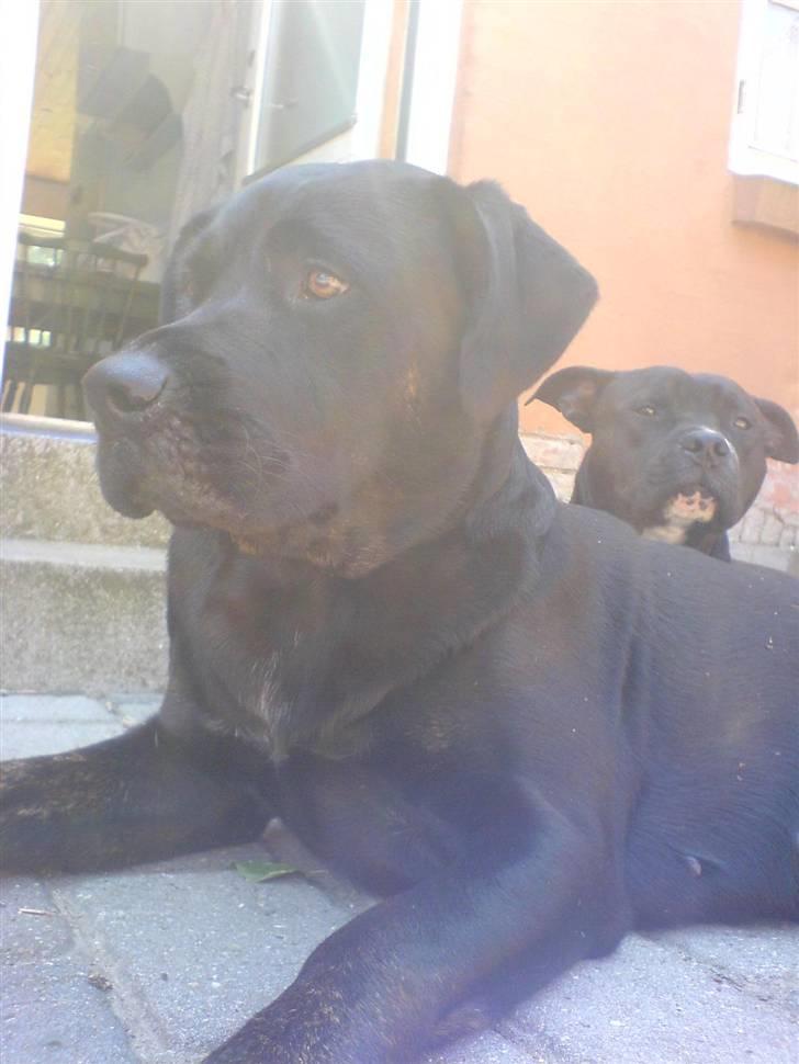 Blanding af racer Freya  *Død 28/09-2007* billede 18