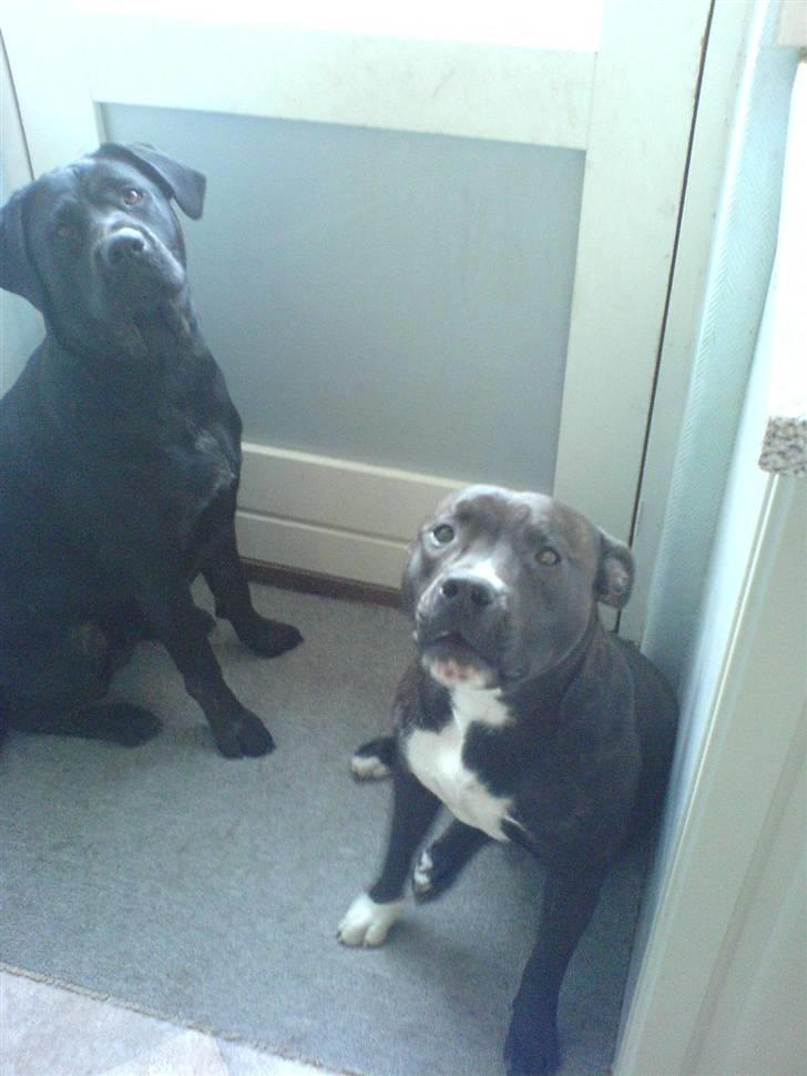 Blanding af racer Freya  *Død 28/09-2007* billede 19