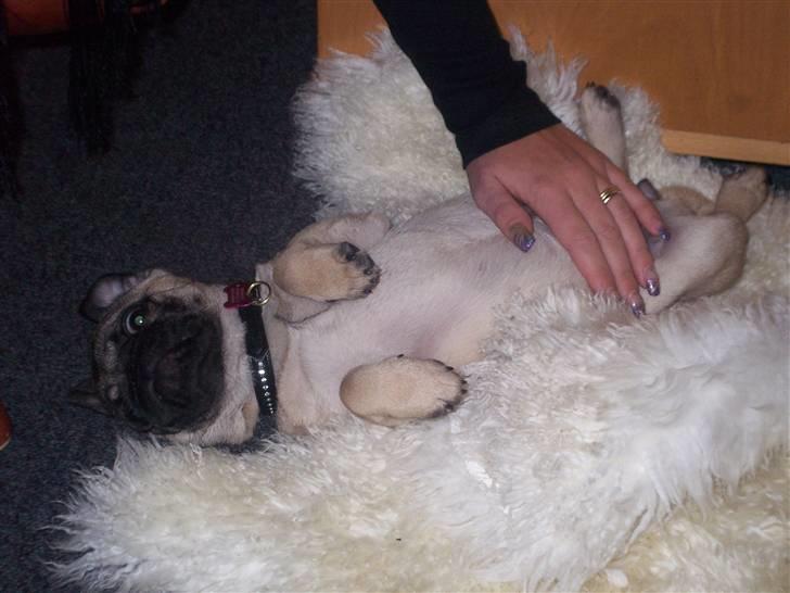 Mops Trunte (Casmier´s Bodil ) - Det er sååååå skønt at blive nusset. billede 8