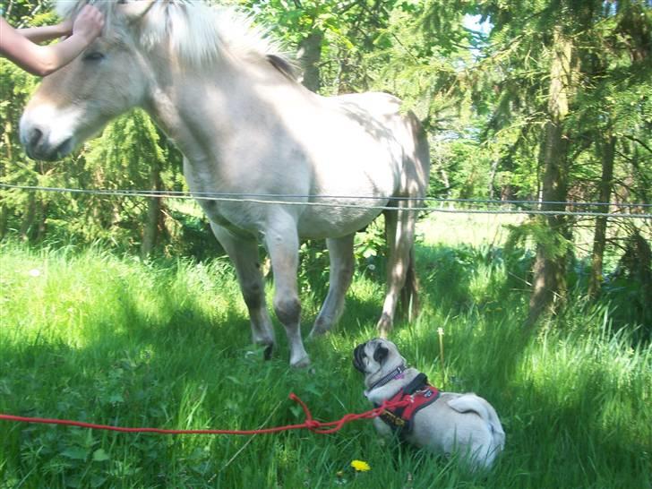 Mops Trunte (Casmier´s Bodil ) billede 9