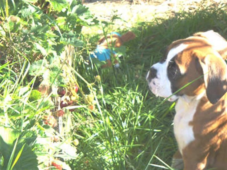 Boxer Laszlo von ellinghaus - Her er han kun 12 uger.. ikke et så godt billede, vil hurtigst muligt finde et andet.. billede 1