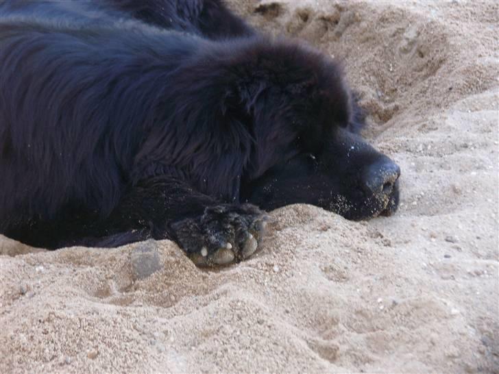 Newfoundlænder Buffas billede 18