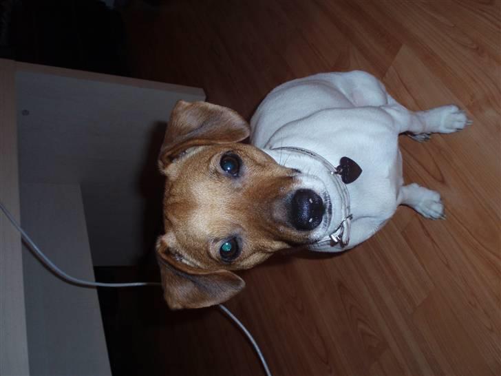 Dansk svensk gaardhund Malou billede 1