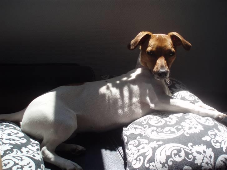 Dansk svensk gaardhund Malou billede 2