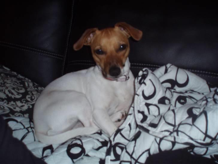 Dansk svensk gaardhund Malou billede 3