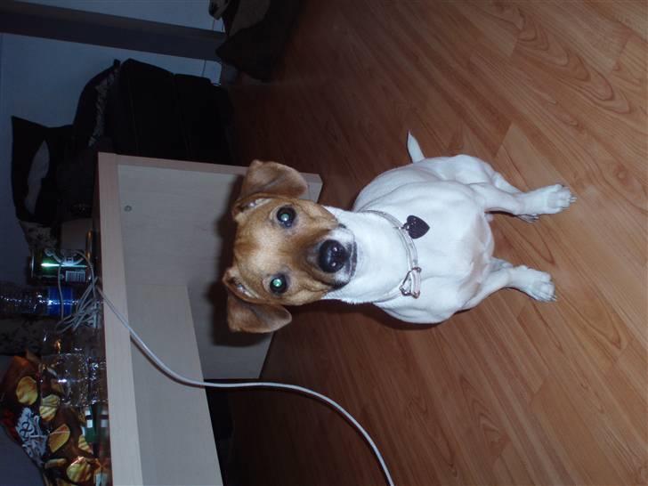 Dansk svensk gaardhund Malou billede 4