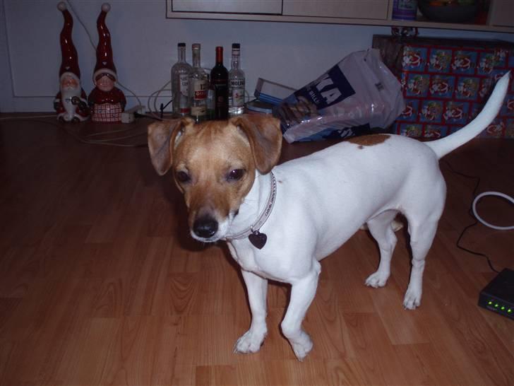 Dansk svensk gaardhund Malou billede 5