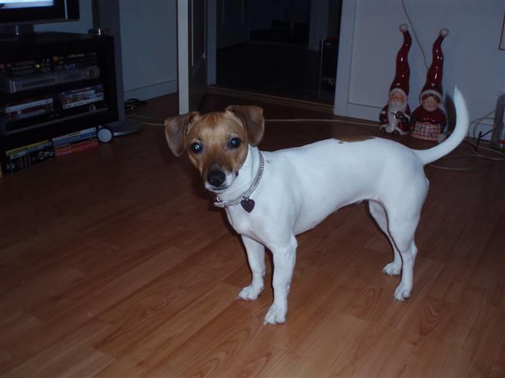 Dansk svensk gaardhund Malou billede 6