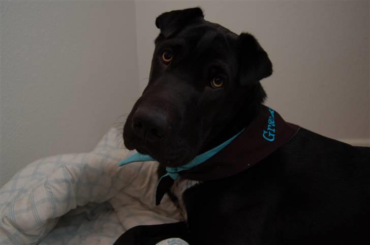 Blanding af racer Buddy - man kan vel ikke gøre for at man har charme.....KLUD :) billede 20