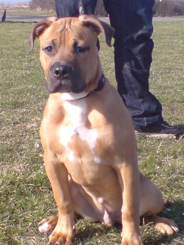 Blanding af racer Pumba *DØD* billede 1