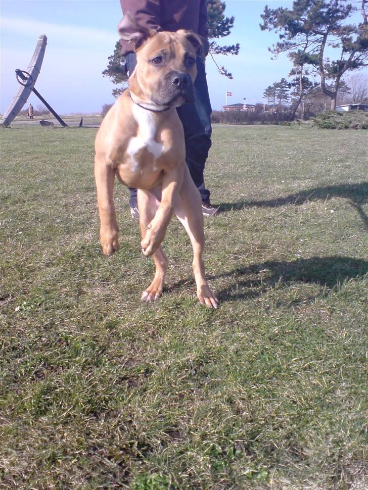 Blanding af racer Pumba *DØD* billede 2