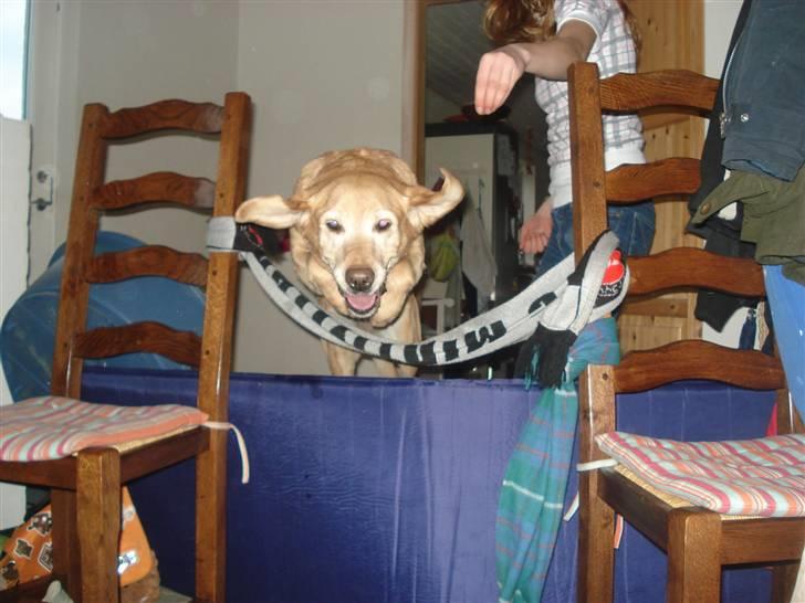 Labrador retriever Sally billede 6