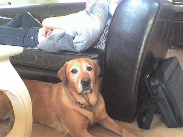 Labrador retriever Sally - så er der dømt sofa hygge billede 7