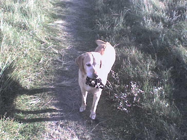 Labrador retriever Sally - en gåtur ved vetserhavet ved sommerhuset billede 8